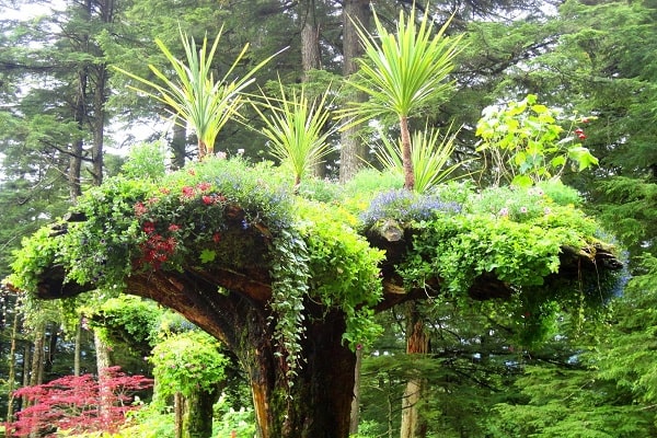 juneau rainforest garden
